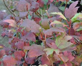 Viburnum-opulus-Roseum-gelderse-roos-HERFSTKLEUREN