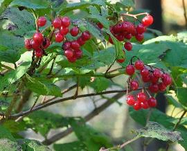 Viburnum-opulus-gelderse-roos-met-mooie-rode-bessen