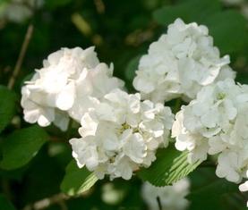 viburnum-plicatum-rotundifolium