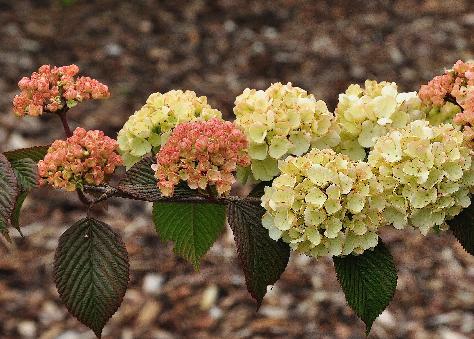 Viburnum-plicatum-Rosacea-bloemen in zacht pastel