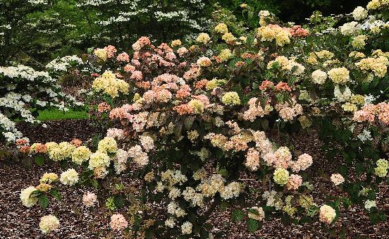Viburnum-plicatum-Rosacea-habitus-foto-volwassen-exemplaar