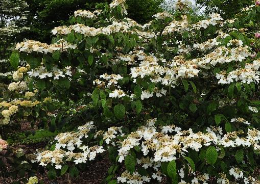 Viburnum-plicatum-Shoshoni-habitusfoto