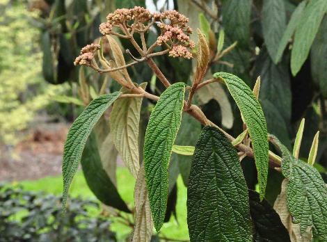 Viburnum-rhytidophyllum-flowers-and-foliage-vnnn