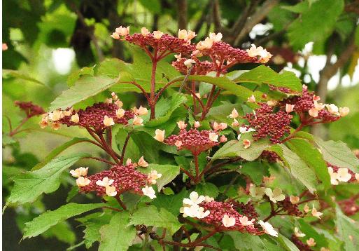 Viburnum sargentii 'Onondaga 'flowers closeup 