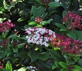 Viburnum-tinus-Gwenlian-bloeiwijze