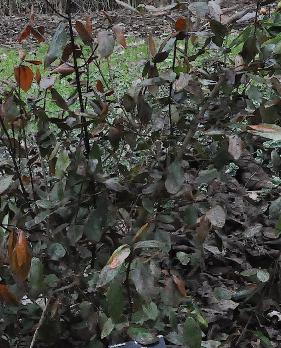 Viburnum-tinus-Gwenlian-vorstschade