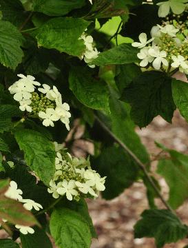 Viburnum-urceolatum-bloemenfoto