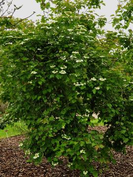 Viburnum-urceolatum-habitusfoto