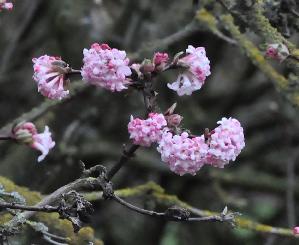 Viburnum-x-bodnantense-Dawn-Cambridge-Botgarden