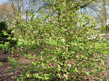 Viburnum-x-burkwoodii-Fulbrook-hybride-Vcarlesii-x-Vutile-foto-habitus