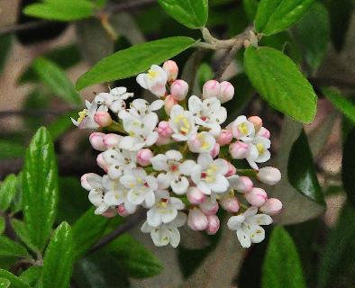 Viburnum-x-burkwoodii-Conoy-vn