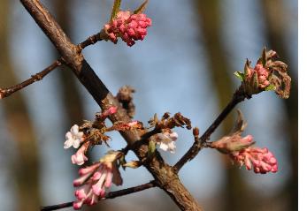 Viburnumbodnantensecloseupbloemknop