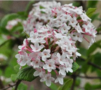 Viburnum carlesii 'Judii' - closeup bloem