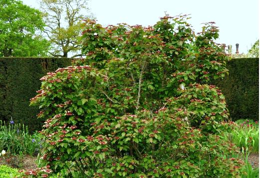 Viburnum sargentii 'Onondaga' habitus foto