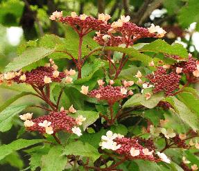 ViburnumsargentiiOnondagaflowerscloseupvn