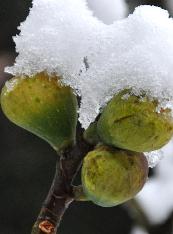 Vijgen-in-de-sneeuw-Ficus-Carica