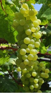 Vitis_vinifera_'Chasselas_Musqué'_vn_vert