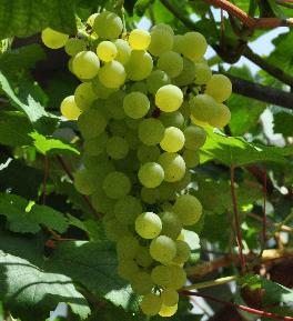 Vitis_vinifera_'Chasselas_Musqué'_vn