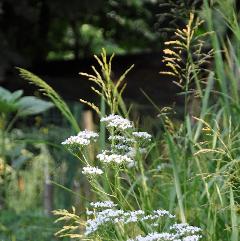 waterkantplantennice