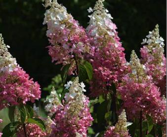 Hydrangea paniculata 'Sundae Fraise'  kleiner en compacter dan Vanille Fraise