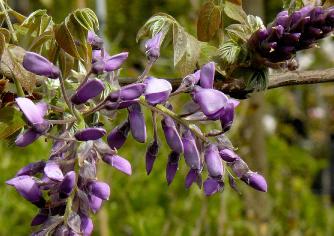 wisteria-brachybotris-roborst-LR