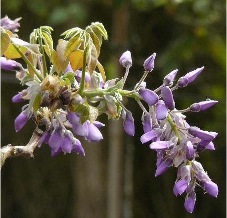 Wisteria Bachybotrys 'Okayama' syn. 'Roborst' - blauwe regen