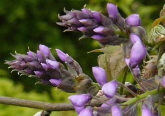 wisteria-roborst-knopontluiking