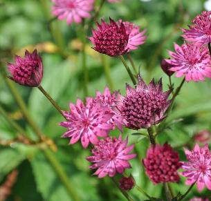 zeldzame rode Astrantia Washfield