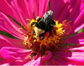 zinniaeninsecten