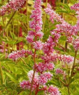 Astilbe-arendsii-catleya- pinkish-red-flowers