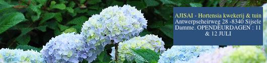 blauwehydrangeamacrophyllawolk