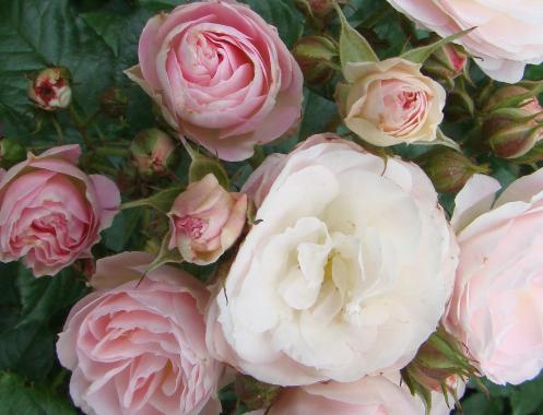 Rosa 'Bouquet Parfait' 1