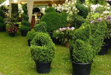 Buxus-eekhoorn-snoeivorm