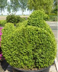 Buxus-sempervirens-swan-zwaan