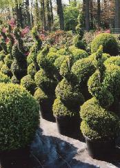 buxus-spiraalvormen