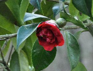CamelliajaponicaGrandPrix