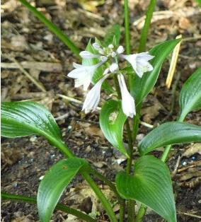 Hosta-'Devon-Green'- flowering-foto-bloeiwijze