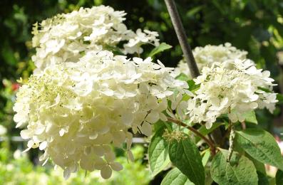 Hydrangea-paniculata-Phantom-landscape-picture