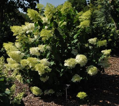 Hydrangea paniculata Phantom global picture august 2011 VNN