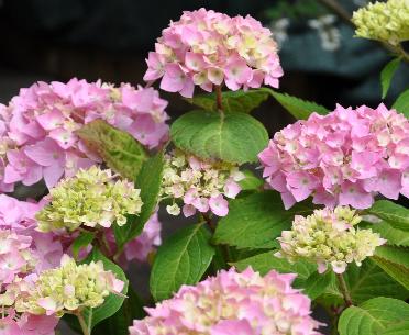 HydrangeaBouquetRose