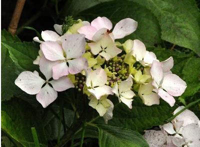 Hydrangea macrophylla 'Beauté Vendomoise'vn