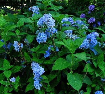 Hydrangea macrophylla 'RF Felton' habitus blauwe bloembollen