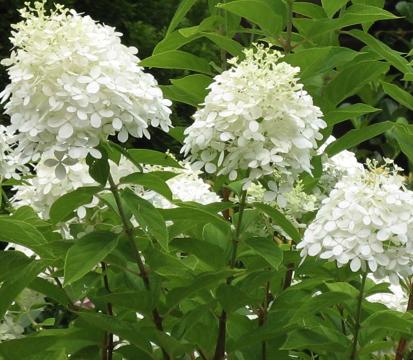 HydrangeapaniculataGrandiflora