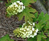 HydrangeaquercifoliaApplause2