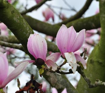 Magnolia-x-soulangeana-Rose-Superb-kruising-M-denudata-x-M-liliiflora-flowers-closeup
