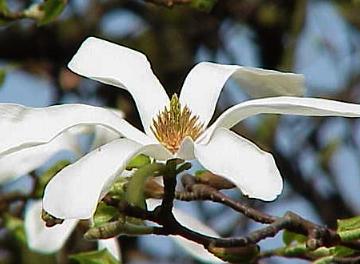 Magnolia - soorten -beverboom Tulpenboom