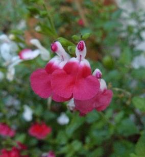 Salvia-Hotlips- nice-closeup-picture