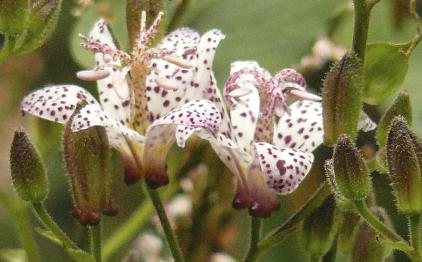 Tricyrtis-Paddelelie-closeup-bloem